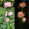 2 Pack Solar Lights Simulation Rose Flower Solar Light LED Waterproof for Outdoor Garden Yard Lawn Path Balcony Party Decoration