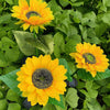 2 Packs Solar Sunflower Lights for Patio Lawn Garden Yard Pathway Decoration